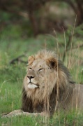 lions (2)